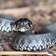 Illustration for article titled An Open Letter To President Obama About Snakes